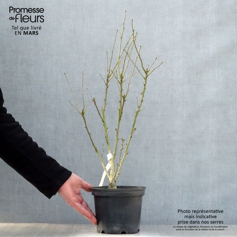 Amostra de Hibisco-da-síria Duc de Brabant - Hibiscus syriacus Vaso de 3 L/4 L tal como entregue na primavera