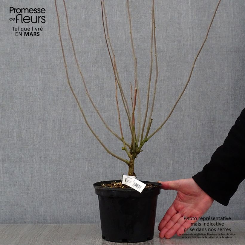 Amostra de Hibiscus syriacus Duc de Brabant - Althéa double rouge Vaso de 3 L/4 L tal como entregue no inverno