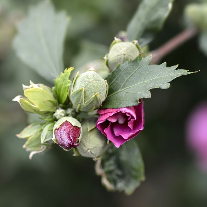 Hibisco-da-síria Duc de Brabant - Hibiscus syriacus (Folhagem)