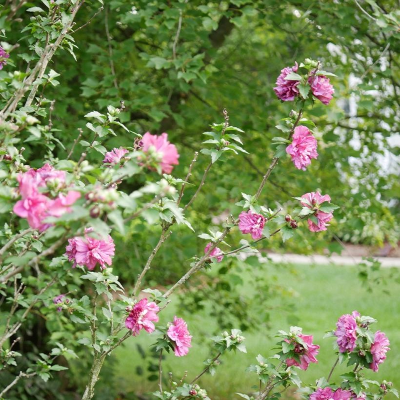 Hibisco-da-síria Duc de Brabant - Hibiscus syriacus (Hábito)