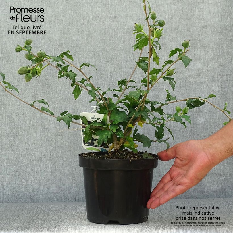 Amostra de Hibisco-da-síria Eléonore - Hibiscus syriacus Vaso de 2 L/3 L tal como entregue no outono