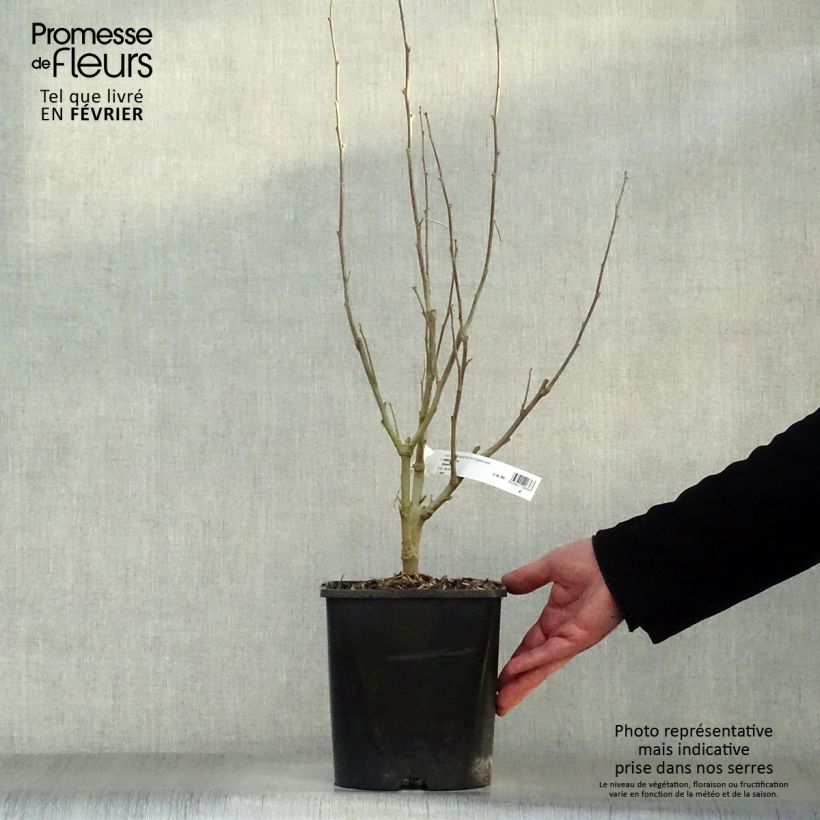 Amostra de Hibiscus syriacus Eléonore - Althéa simple, blanc pur Vaso de 2 L/3 L tal como entregue no inverno