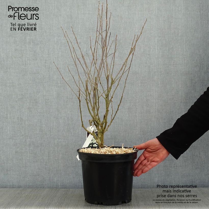 Amostra de Hibiscus syriacus Eléonore - Althéa simple, blanc pur Vaso de 7,5 L/10 L tal como entregue no inverno