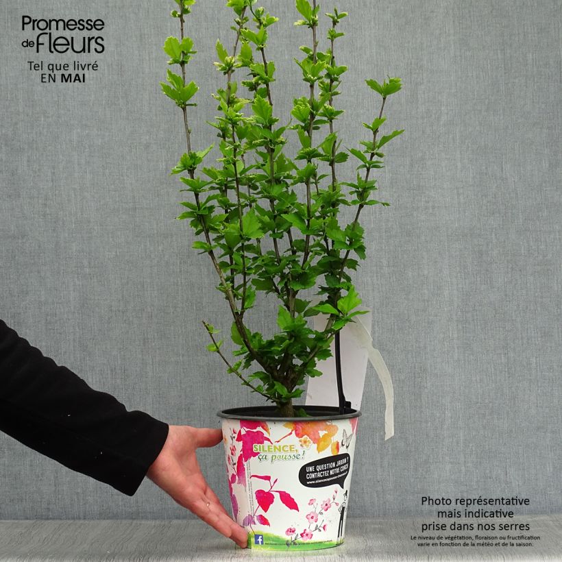 Amostra de Hibisco-da-síria Eruption - Hibiscus syriacus Vaso de 4 L/5 L tal como entregue na primavera