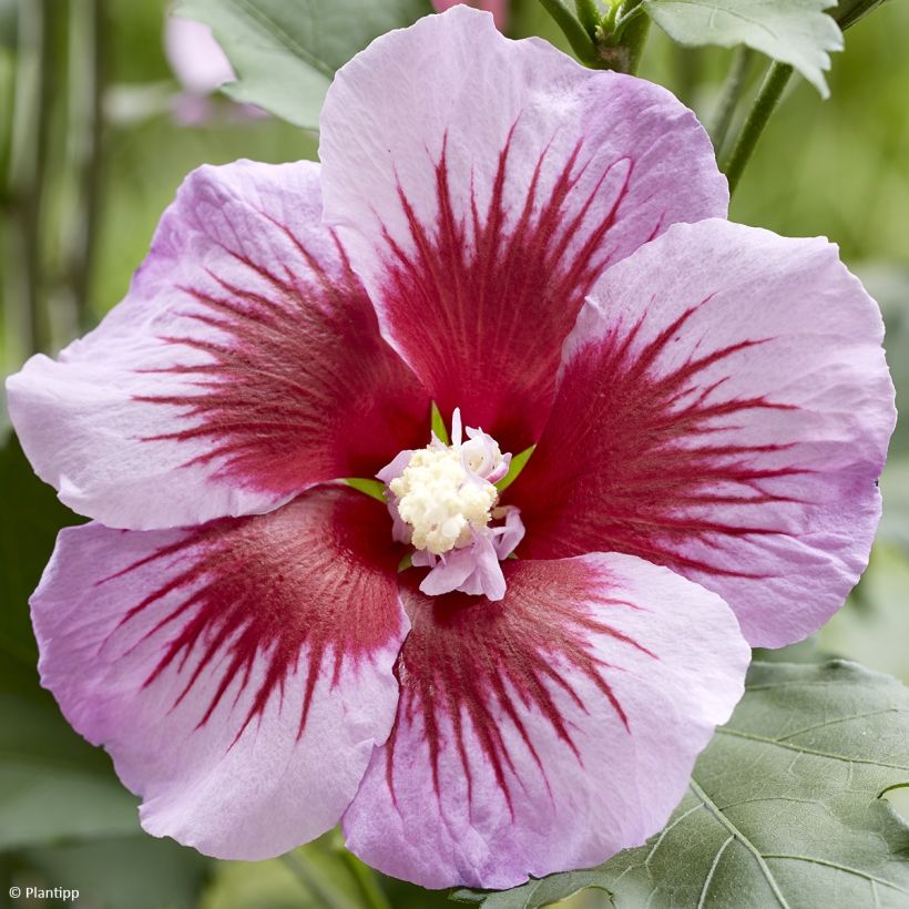 Hibisco-da-síria Flower Tower Purple - Hibiscus syriacus (Floração)