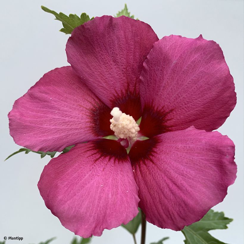 Hibisco-da-síria Flower Tower Ruby - Hibiscus syriacus (Floração)