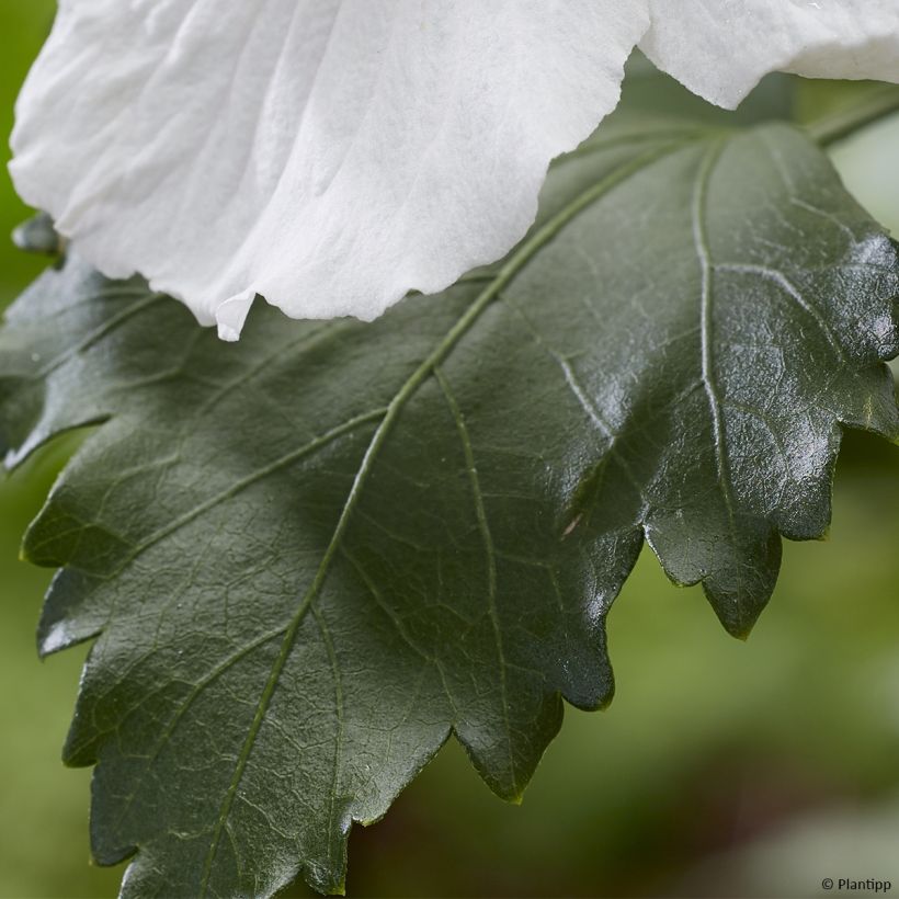 Hibisco-da-síria Flower Tower White - Hibiscus syriacus (Folhagem)