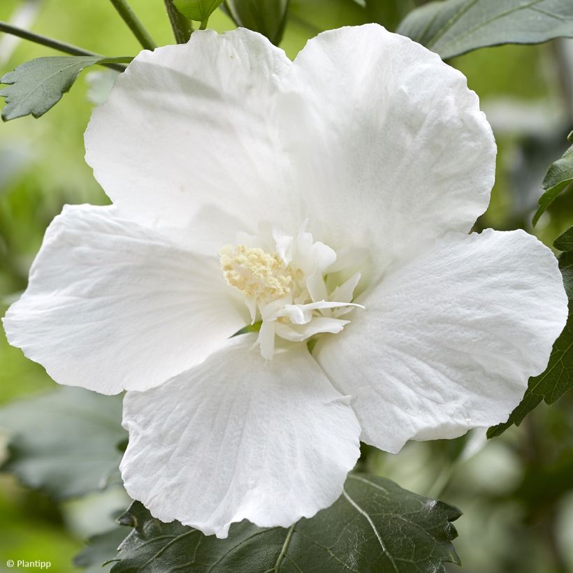 Hibisco-da-síria Flower Tower White - Hibiscus syriacus (Floração)