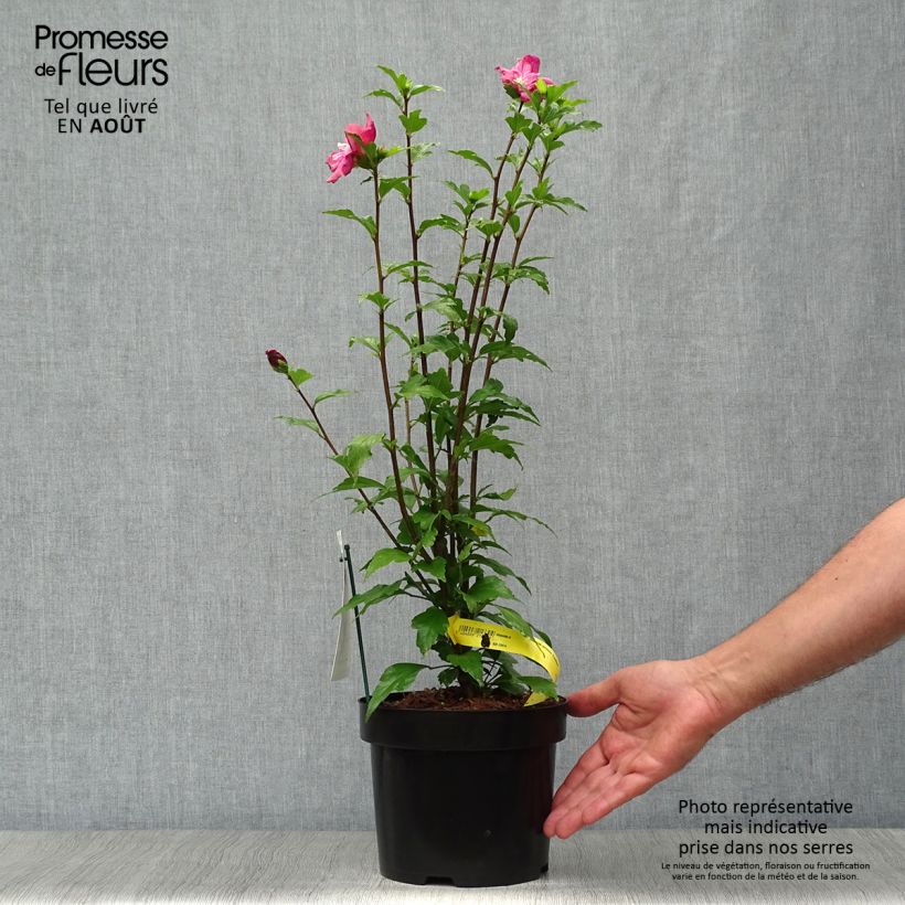 Amostra de Hibiscus syriacus Freedom - Althéa Vaso de 3 L/4 L tal como entregue no verão
