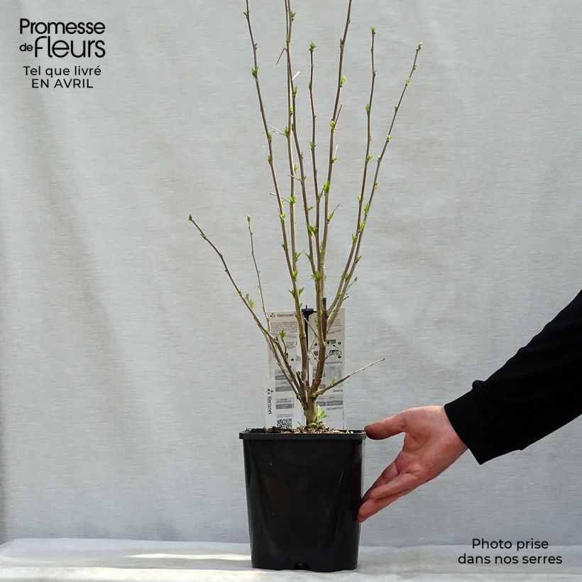 Amostra de Hibisco-da-síria French Cabaret Pastel - Hibiscus syriacus Vaso de 3 L/4 L tal como entregue na primavera