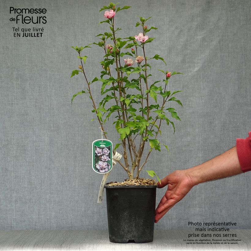 Amostra de Hibisco-da-síria French Cabaret Pastel - Hibiscus syriacus Vaso de 3 L/4 L tal como entregue no verão