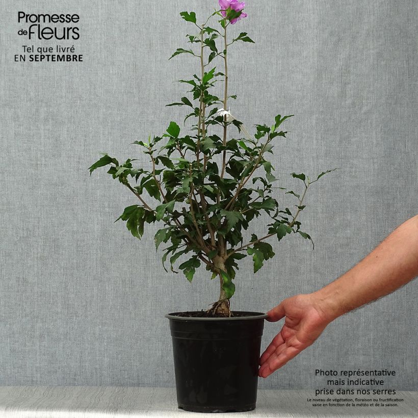 Amostra de Hibisco-da-síria French Cabaret Purple - Hibiscus syriacus Vaso de 3 L/4 L tal como entregue no outono