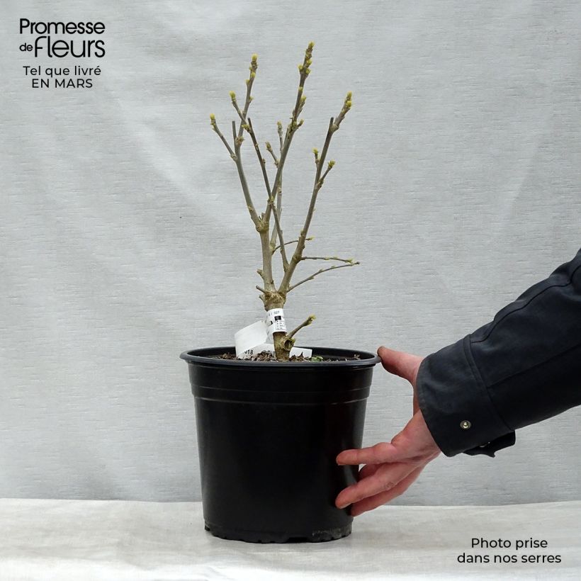 Amostra de Hibisco-da-síria French Point - Hibiscus syriacus Vaso de 4 L/5 L tal como entregue no inverno