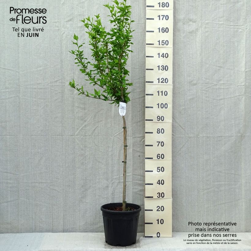 Amostra de Hibisco-da-síria Hamabo - Hibiscus syriacus Vaso de 7,5 L/10 L, Meia haste tal como entregue na primavera