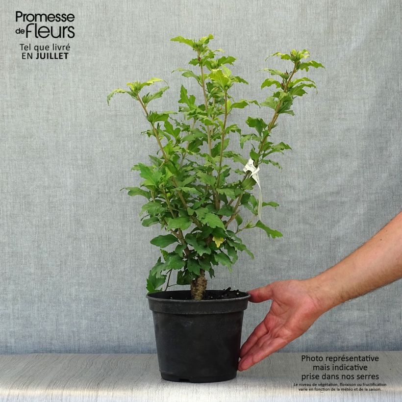 Amostra de Hibisco-da-síria Hamabo - Hibiscus syriacus Vaso de 3 L/4 L tal como entregue no verão