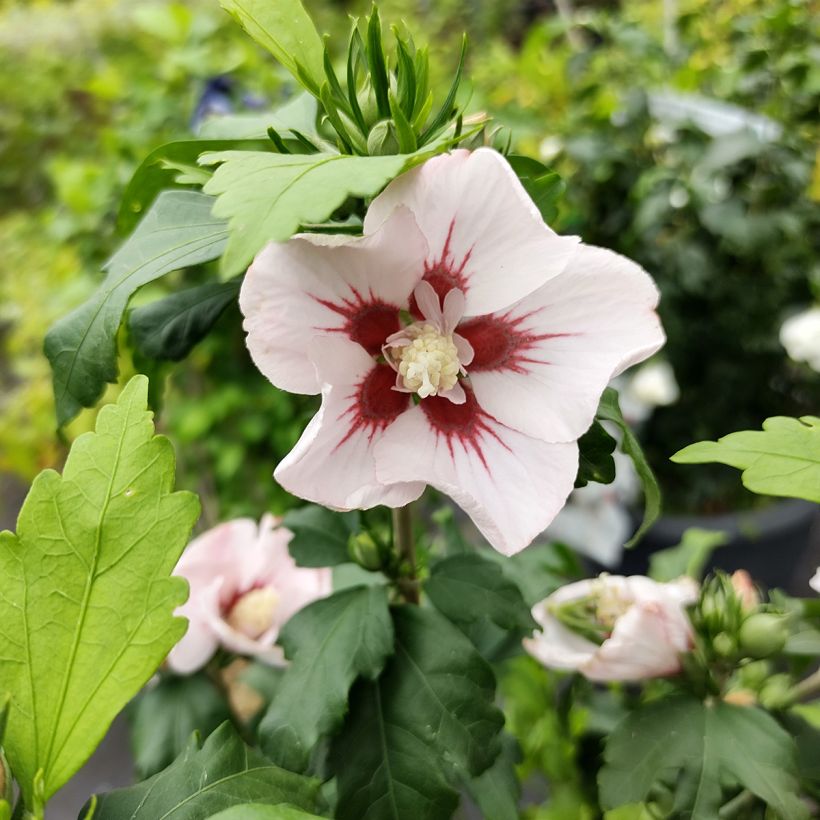 Hibisco-da-síria Hamabo - Hibiscus syriacus (Floração)