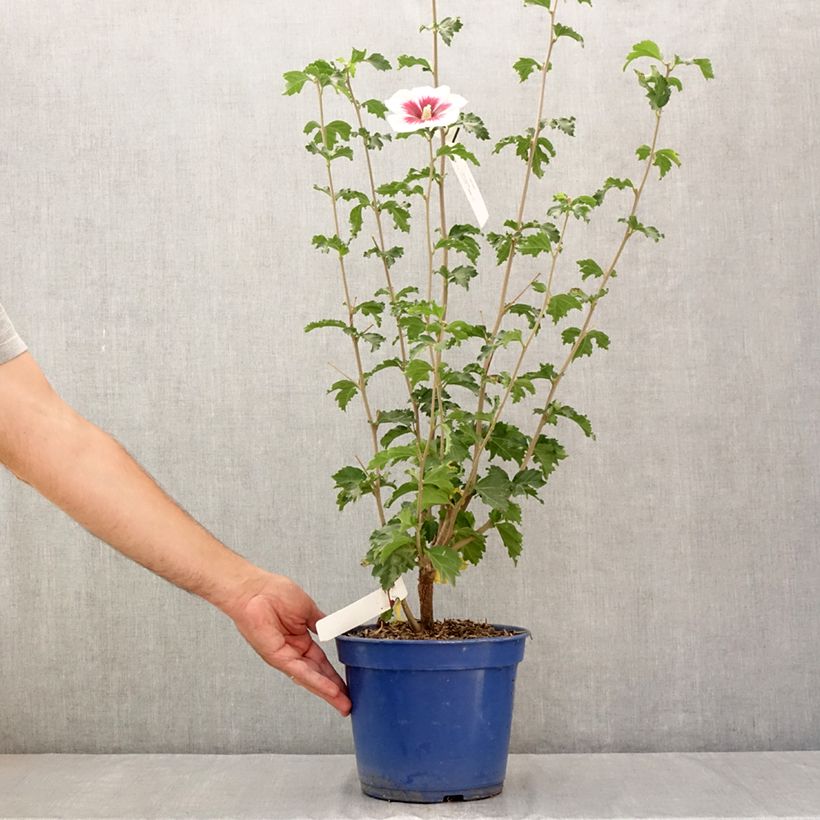 Amostra de Hibisco-da-síria Branco - Hibiscus syriacus Vaso de 3 L/4 L tal como entregue no verão