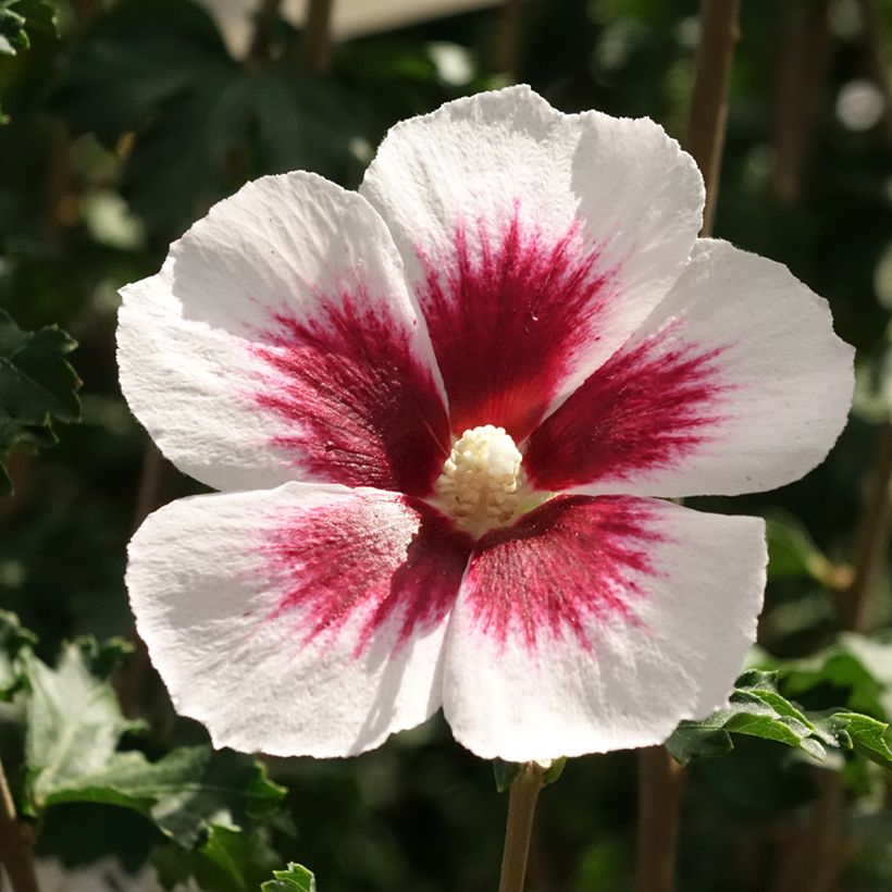 Hibisco-da-síria Branco - Hibiscus syriacus (Floração)