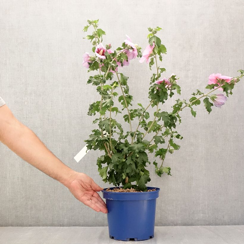 Amostra de Hibiscus syriacus Hibisa Cocktail - Althéa Vaso de 3 L/4 L tal como entregue no verão