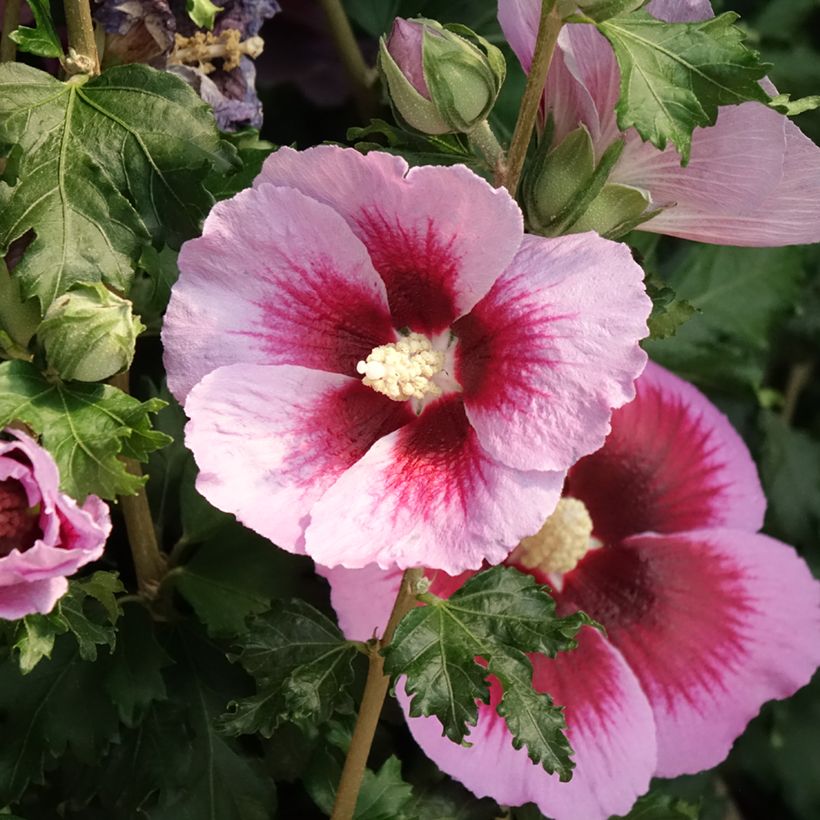 Hibisco-da-síria Cocktail - Hibiscus syriacus (Floração)