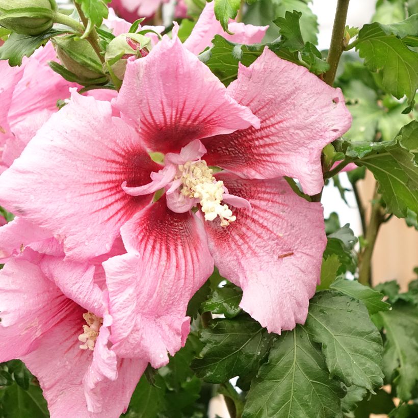 Hibisco-da-síria Hibisa Rosada - Hibiscus syriacus (Floração)