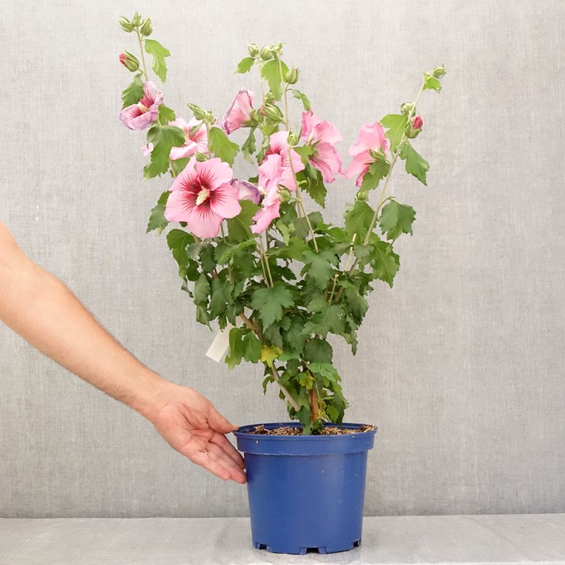 Amostra de Hibisco-da-síria Hibisa Rosada - Hibiscus syriacus Vaso de 3 L/4 L tal como entregue no verão