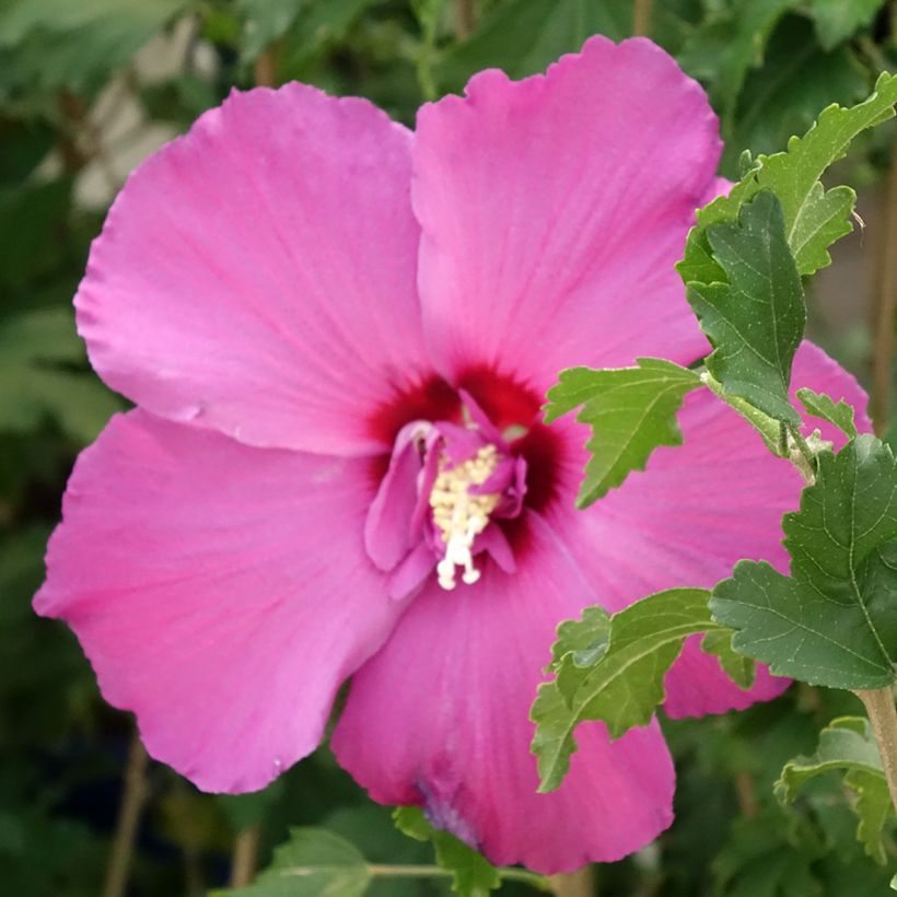 Hibisco-da-síria Sangria - Hibiscus syriacus (Floração)