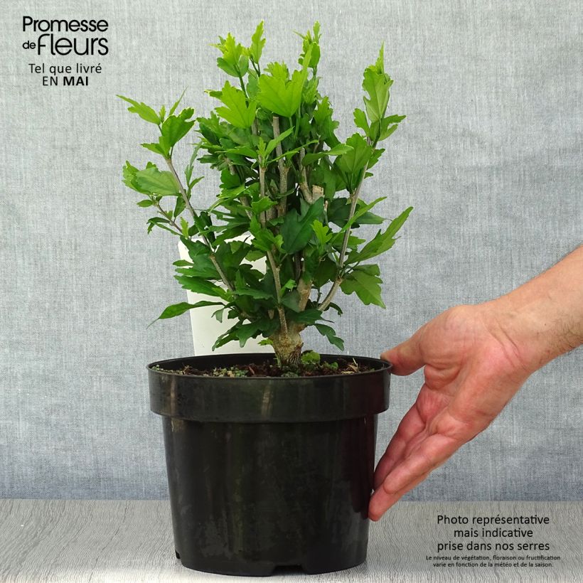 Amostra de Hibisco-da-síria Lady Stanley - Hibiscus syriacus Vaso de 3 L/4 L tal como entregue na primavera