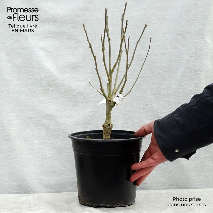 Amostra de Hibisco-da-síria Lavender Chiffon - Hibiscus syriacus Vaso de 3 L/4 L tal como entregue na primavera