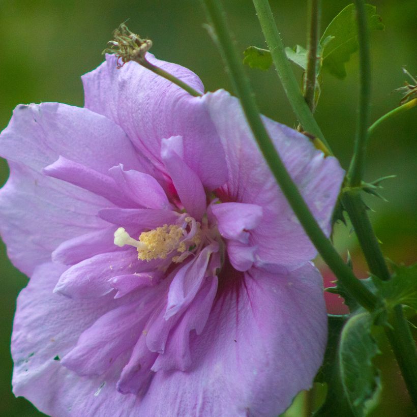Hibisco-da-síria Lavender Chiffon - Hibiscus syriacus (Floração)