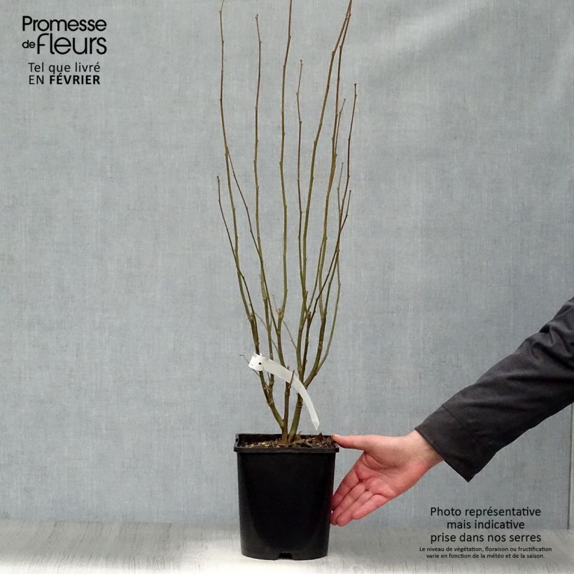 Amostra de Hibiscus syriacus Lavender Chiffon - Althéa rose Vaso de 3 L/4 L tal como entregue no inverno