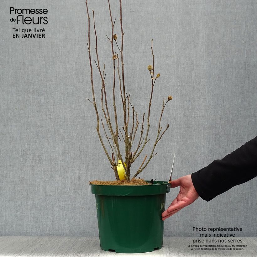 Amostra de Hibiscus syriacus Lavender Chiffon - Althéa rose Vaso de 6 L/7 L tal como entregue no inverno