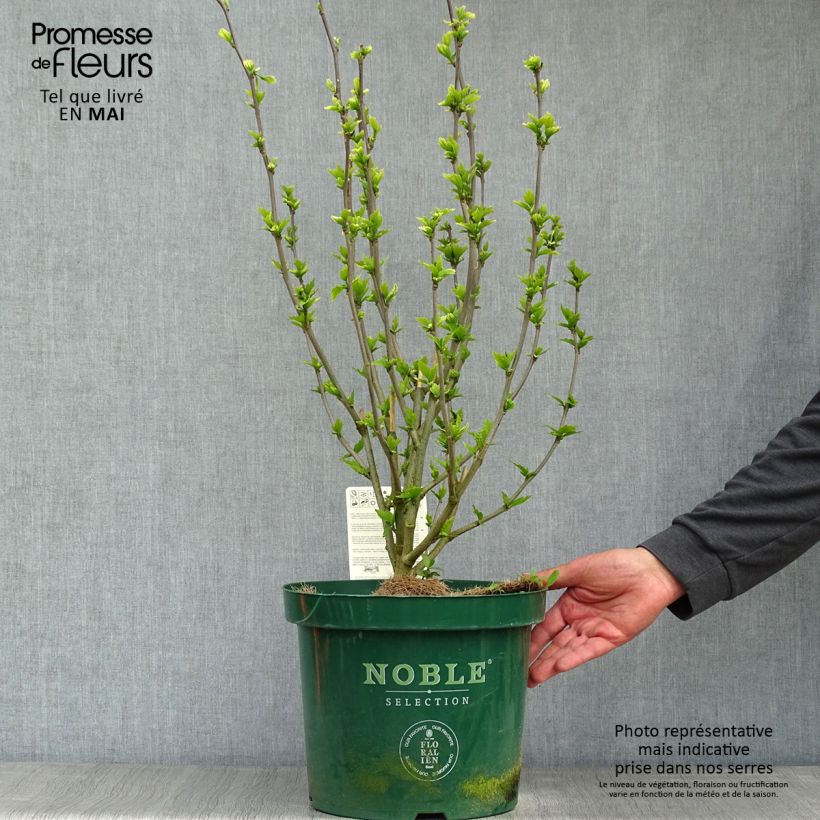 Amostra de Hibisco-da-síria Lavender Chiffon - Hibiscus syriacus Vaso de 6 L/7 L tal como entregue na primavera