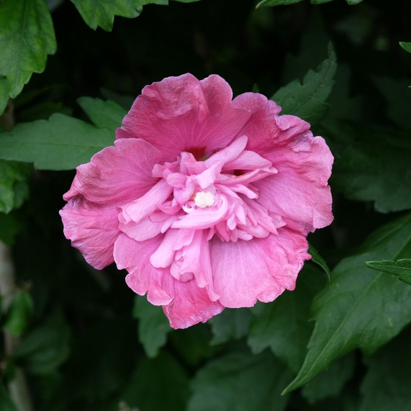 Hibisco-da-síria Magenta Chiffon - Hibiscus syriacus (Floração)