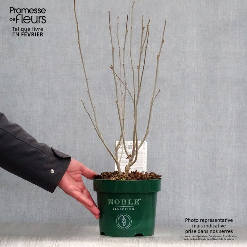 Amostra de Hibisco-da-síria Magenta Chiffon - Hibiscus syriacus Vaso de 3 L/4 L tal como entregue no inverno