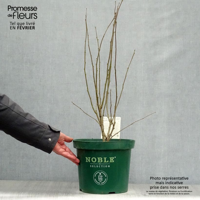 Amostra de Hibisco-da-síria Magenta Chiffon - Hibiscus syriacus Vaso de 6 L/7 L tal como entregue no inverno