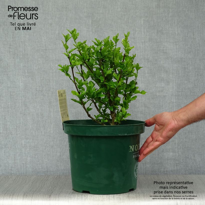 Amostra de Hibisco-da-síria Magenta Chiffon - Hibiscus syriacus Vaso de 6 L/7 L tal como entregue na primavera