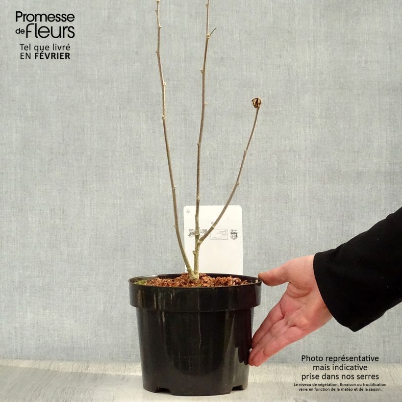 Amostra de Hibiscus syriacus Oiseau Bleu (Marina) - Althéa bleu Vaso de 2 L/3 L tal como entregue no inverno