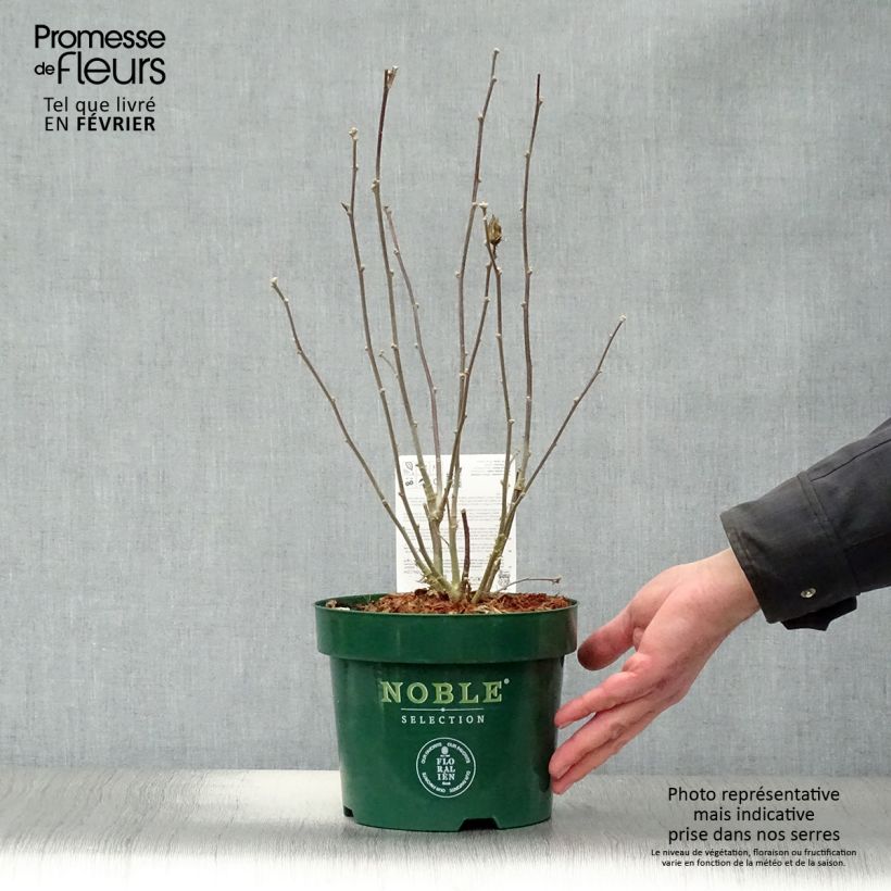 Amostra de Hibiscus syriacus Pink Chiffon - Althéa semi-double rose pâle Vaso de 3 L/4 L tal como entregue no inverno