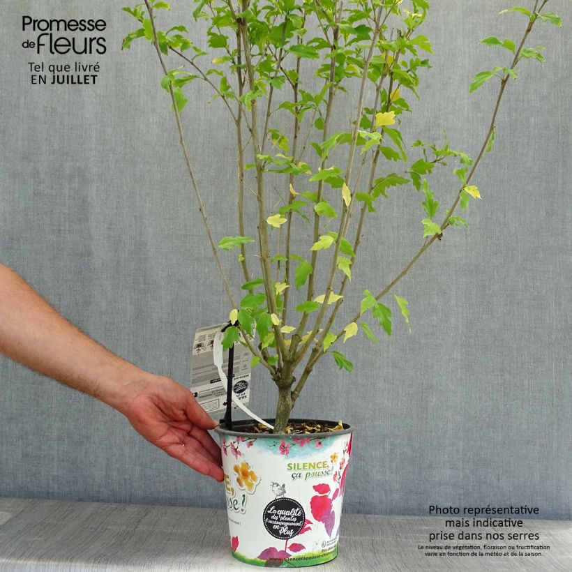 Amostra de Hibisco-da-síria Pinky Spot - Hibiscus syriacus Vaso de 4 L/5 L tal como entregue no verão