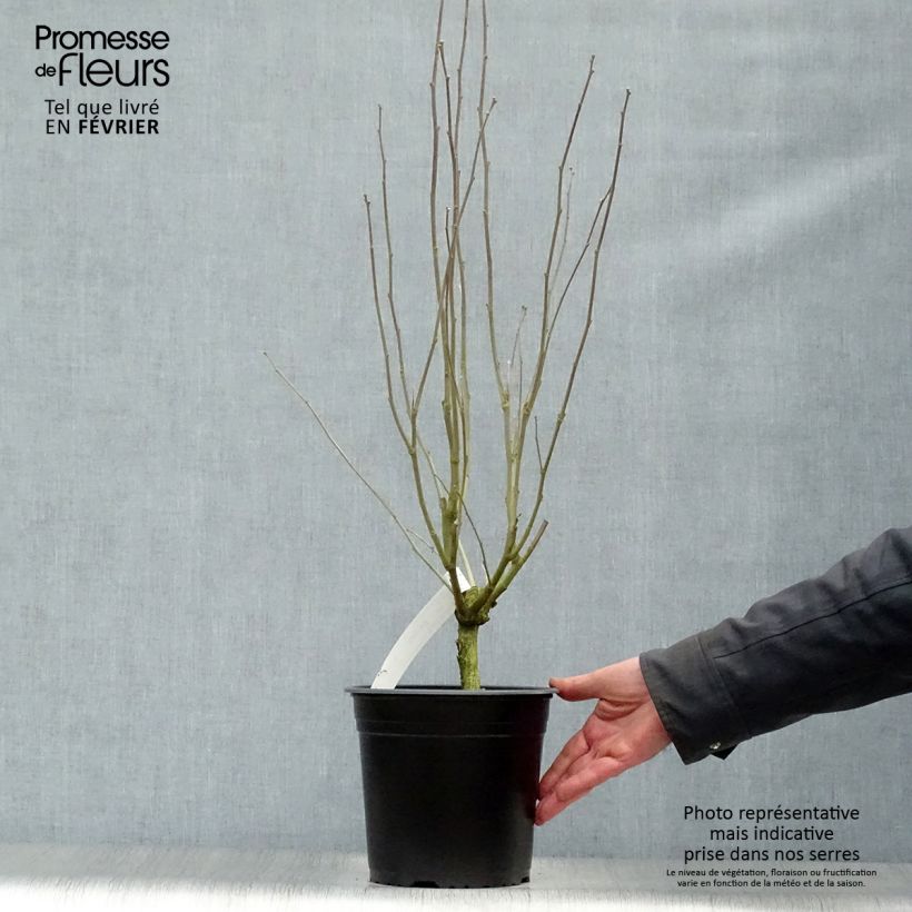 Amostra de Hibiscus syriacus Pinky Spot - Althéa rose Vaso de 4 L/5 L tal como entregue no inverno