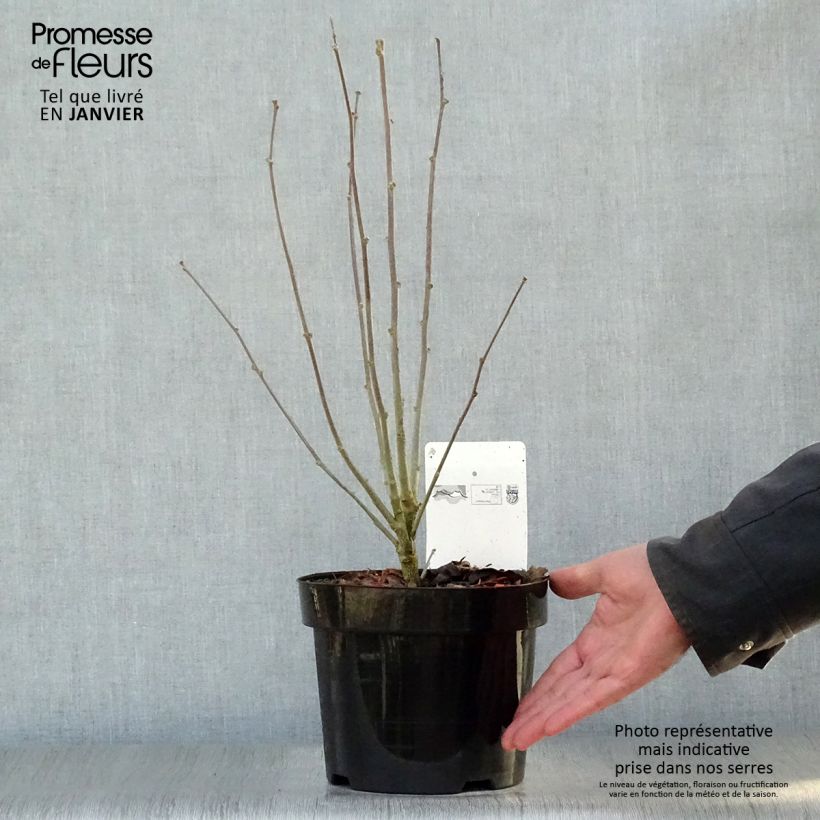 Amostra de Hibiscus syriacus Purple Ruffles - Althea double pourpre Vaso de 3 L/4 L tal como entregue no inverno