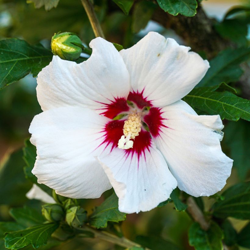 Hibisco-da-síria Red Heart - Hibiscus syriacus (Floração)