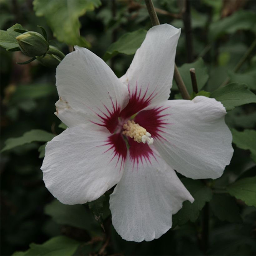 Hibisco-da-síria Shintaeyang - Hibiscus syriacus (Floração)