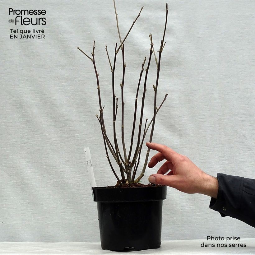 Amostra de Hibiscus syriacus Shintaeyang - Althéa blanc à coeur rouge cerise Vaso de 3 L/4 L tal como entregue no inverno