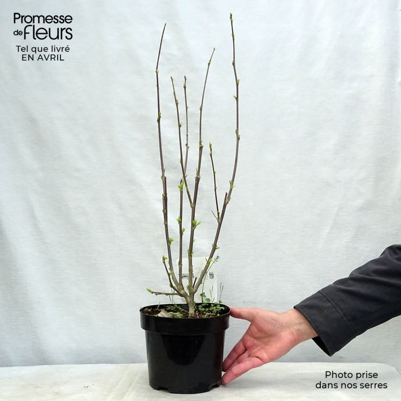 Amostra de Hibisco-da-síria Shintaeyang - Hibiscus syriacus Vaso de 3 L/4 L tal como entregue na primavera