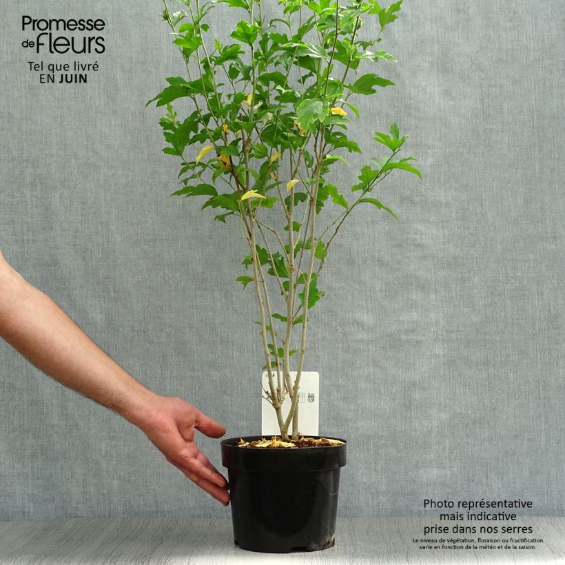 Amostra de Hibisco-da-síria Shintaeyang - Hibiscus syriacus Vaso de 3 L/4 L tal como entregue no verão