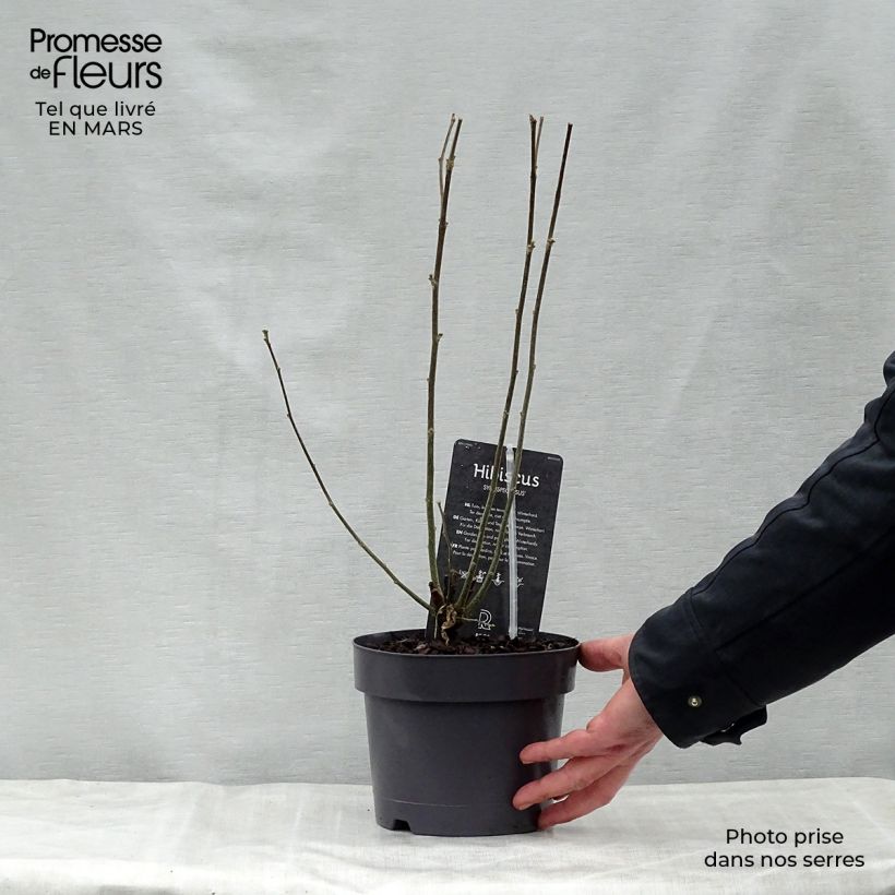 Amostra de Hibisco-da-síria Speciosus - Hibiscus syriacus Vaso de 2 L/3 L tal como entregue na primavera