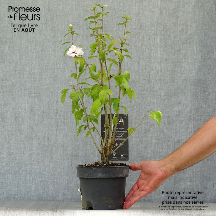 Amostra de Hibisco-da-síria Speciosus - Hibiscus syriacus Vaso de 2 L/3 L tal como entregue no verão