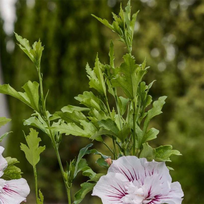 Hibisco-da-síria Starburst Chiffon - Hibiscus syriacus (Folhagem)